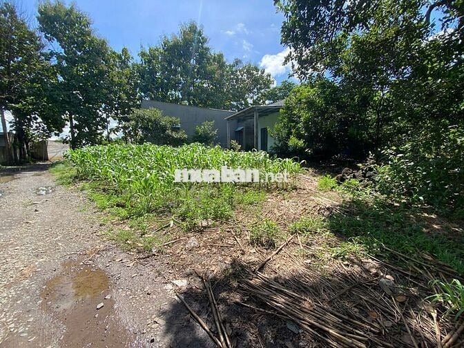 BÁN ĐẤT CÓ SẴN NHÀ CẤP 4,CÓ SĂN 100M2 THỔ CƯ VƠI 1113M2 CHỈ VỚI 1,3 TY