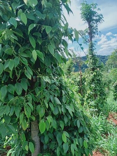 [CHỦ BÁN] 11000m² đất mặt tiền>>giá 2 TỶ khu vực Tuy Đức, Đắk Nông