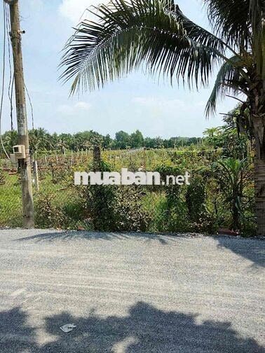 Bán đất 35x158M đường kênh 8, Bình Chánh, TPHCM