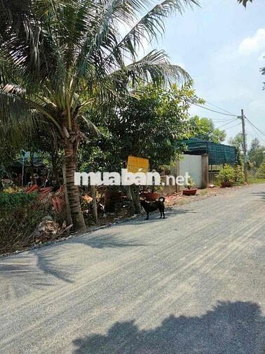 Bán đất 35x158M đường kênh 8, Bình Chánh, TPHCM