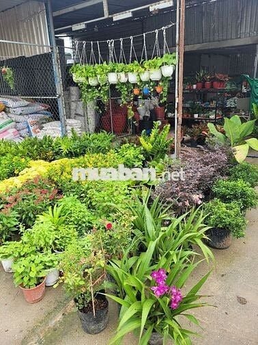 Sang lại cửa hàng kịn doanh cây cảnh hoạt mặt bẳng kinh doanh