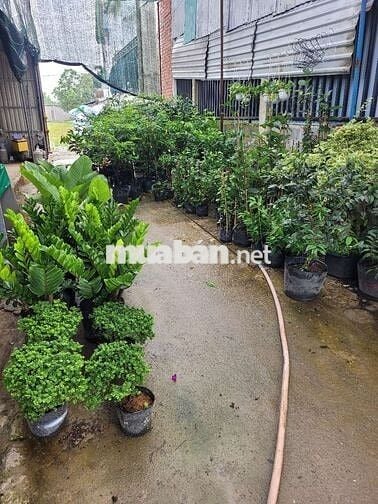Sang lại cửa hàng kịn doanh cây cảnh hoạt mặt bẳng kinh doanh