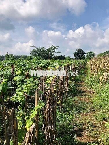 3000m2 đất Lang Minh 2 mặt tiền