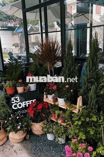 SANG GẤP SIÊU PHẨM QUÁN CÀ PHÊ 2MT GẦN KHU SINH VIÊN ĐÔNG ĐÚC