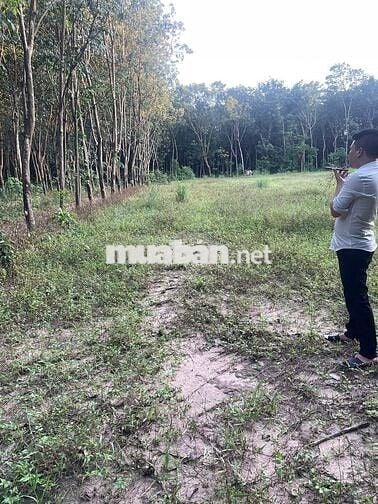 Chính chủ càn bán 335m2 đất Hòa Lợi, TPHCM, giá 730 triệu