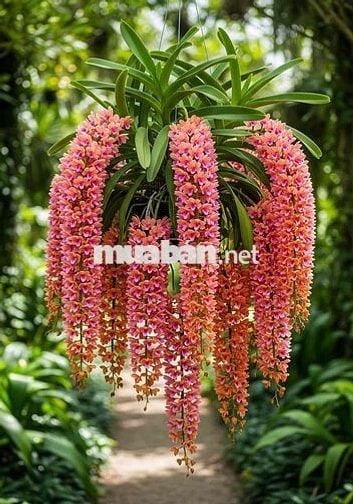 Bán đất sạch đẹp mặt tiền đường Nguyễn Chí Thanh Hội An