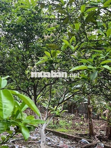 BÁN ĐẤT NÔNG NGHIỆP VẠN PHÚC (ĐẤT TRỒNG CÂY LÂU NĂM) Ô TÔ ĐỖ CỔNG