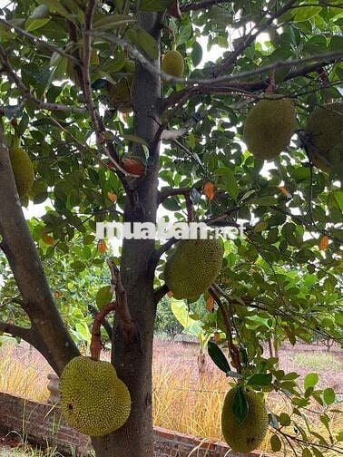 BÁN ĐẤT NÔNG NGHIỆP VẠN PHÚC (ĐẤT TRỒNG CÂY LÂU NĂM) Ô TÔ ĐỖ CỔNG