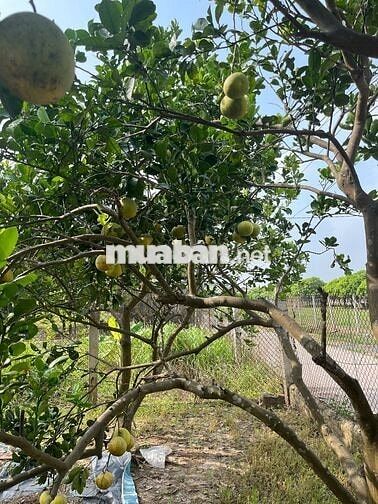 BÁN ĐẤT NÔNG NGHIỆP VẠN PHÚC (ĐẤT TRỒNG CÂY LÂU NĂM) Ô TÔ ĐỖ CỔNG