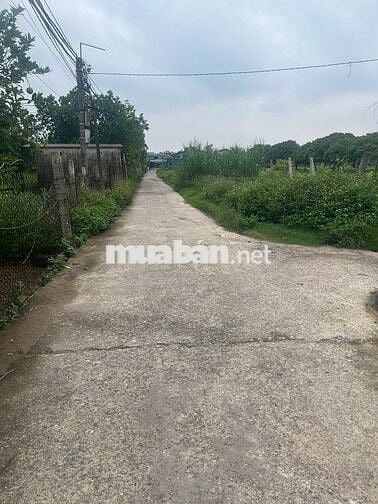 BÁN ĐẤT NÔNG NGHIỆP VẠN PHÚC (ĐẤT TRỒNG CÂY LÂU NĂM) Ô TÔ ĐỖ CỔNG