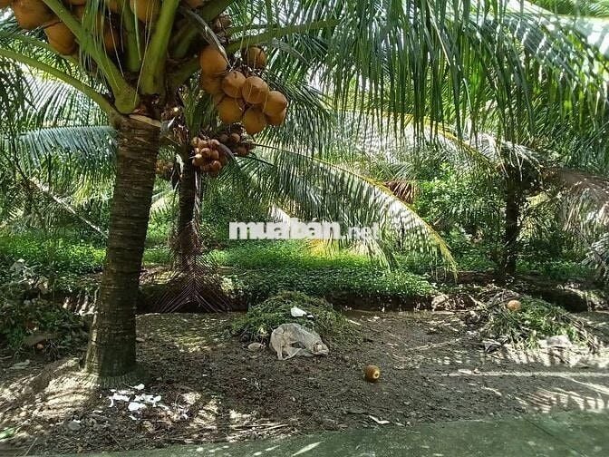 Bán 2117m2 đất vườn trồng dừa cách ĐH87 chỉ 50m hẻm xe hơi
