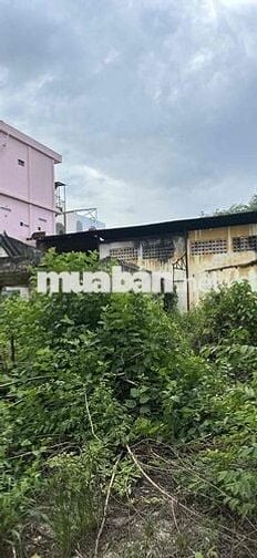 CHO THUÊ MB TÔ VĨNH DIỆN- THỦ ĐỨC 17x45M