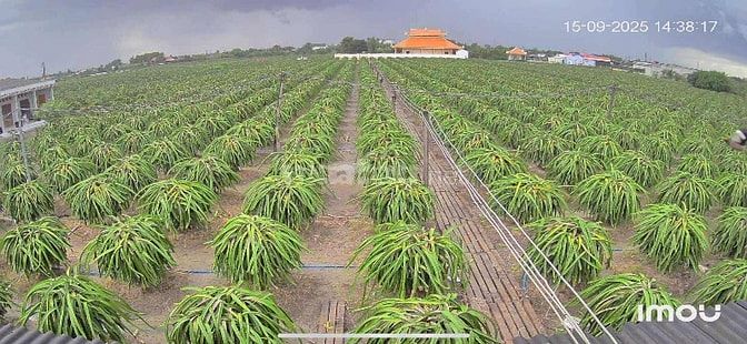 Bán đất trồng thanh long: dt( 10.000m2)