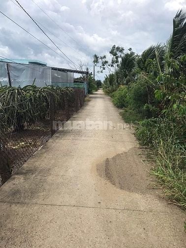 Bán đất trồng thanh long: dt( 10.000m2)