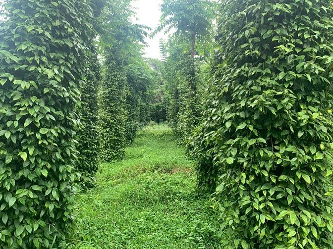 giá bán 4 tỷ 500 trên 1 ha, tổng diện tích 8ha
