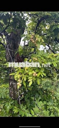 mặt tiền 25C giai đoạn 3 tháng 12 có quyết định nhận đền bù