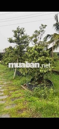 mặt tiền 25C giai đoạn 3 tháng 12 có quyết định nhận đền bù