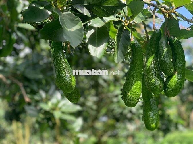 CẦN TIỀN GẤP BÁN GẤP LÔ ĐẤT 2 MẶT TIỀN ĐƯỜNG NHÀ NƯỚC