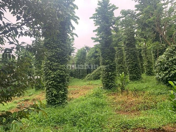 giá bán 4 tỷ 500 trên 1 ha, tổng diện tích 8ha