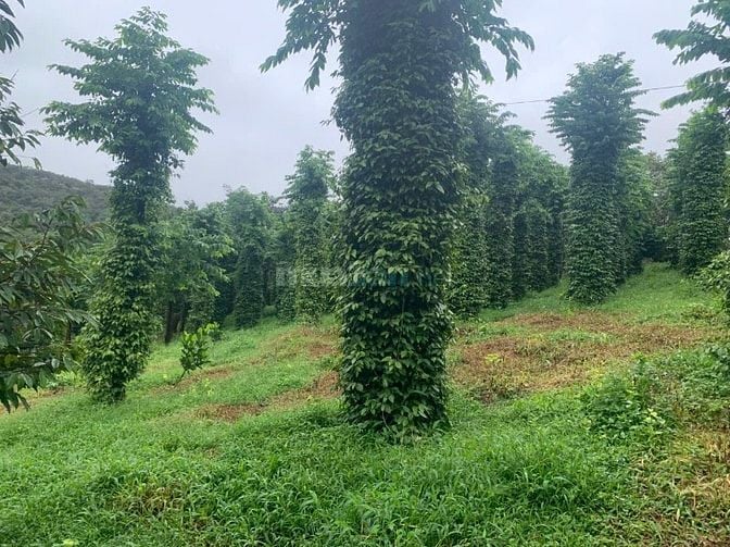 giá bán 4 tỷ 500 trên 1 ha, tổng diện tích 8ha