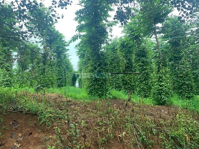 giá bán 4 tỷ 500 trên 1 ha, tổng diện tích 8ha