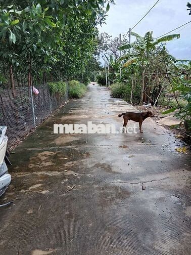 AN CƯ – ĐẦU TƯ: ĐẤT 210M² GẦN CHỢ, TTTM, KCN CHƠN THÀNH 🏡
