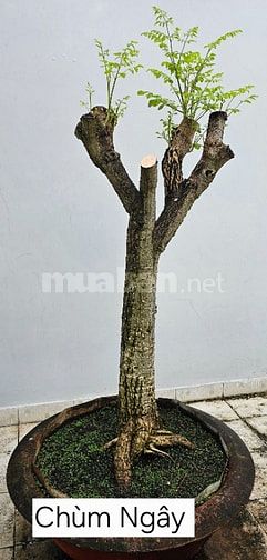 BÁN - Cặp Mai Tứ Quý & Mai Vàng Ghép; Cặp Bồ Đề Bông sai.
