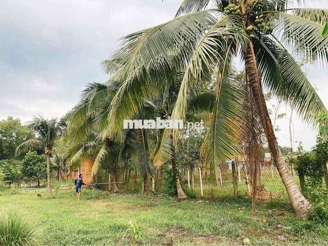 Đất thổ cư mt Hà Thị Kiểm-Phú Mỹ Hưng-Củ Chi.Dt 29x59~1711m2~6,8ty