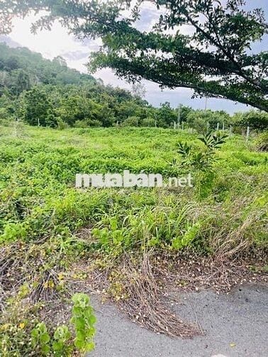 Bán đất châu pha, đường nhựa 7m, khu dân cư, dt: 5x40x100tc