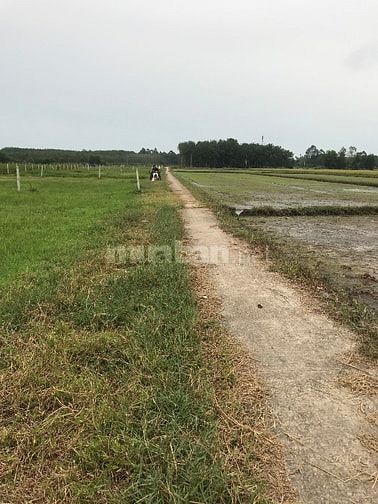 Bán đất vườn 500m² Nhuận Đức Củ Chi – sổ đỏ sang tên ngay- đường oto