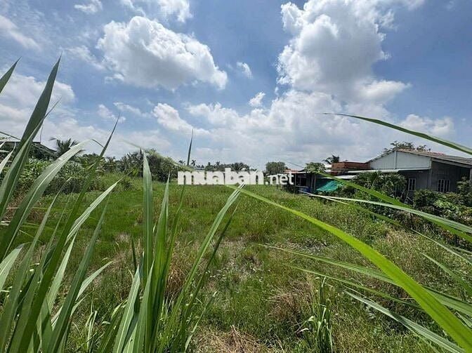 Đất thổ+lúa dt 1035m giá 1ty599 mặt tiền Nguyễn Văn Vịnh tân trụ L.A