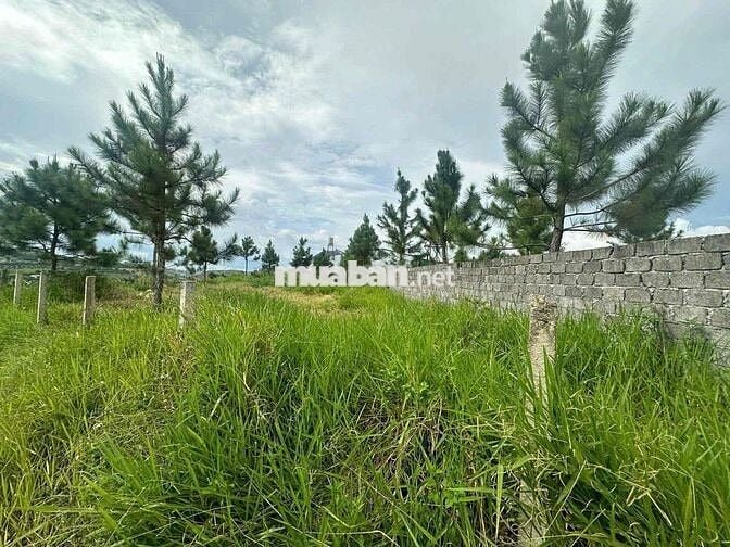 Ngân hàng phát mãi 2 lô đất đẹp 1061m2 có 450m2 thổ cư