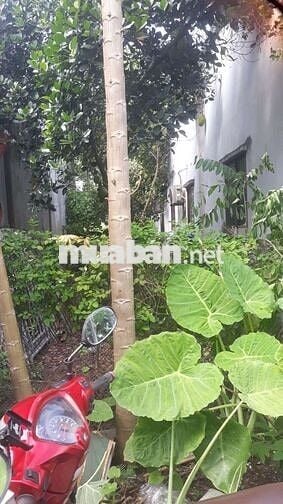 Chính chủ cần bán Tân Định, Bến Cát , BD. Nay P Hòa Lợi, HCM.