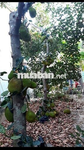 Chính chủ cần bán Tân Định, Bến Cát , BD. Nay P Hòa Lợi, HCM.