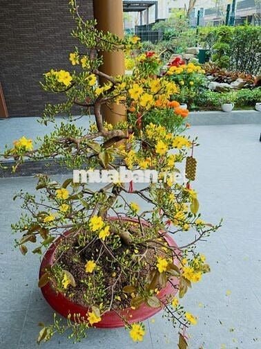 Cho thuê BT song lập full nội thất chỉ dọn vào ở, không gian yên tĩnh