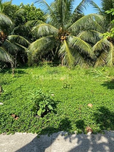 Bán đất 410 triệu/nền gần ủy ban huyện châu thành bến tre 