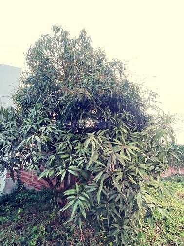 188 m2 đất nở hậu Lộc An bán nhanh giá đầu tư