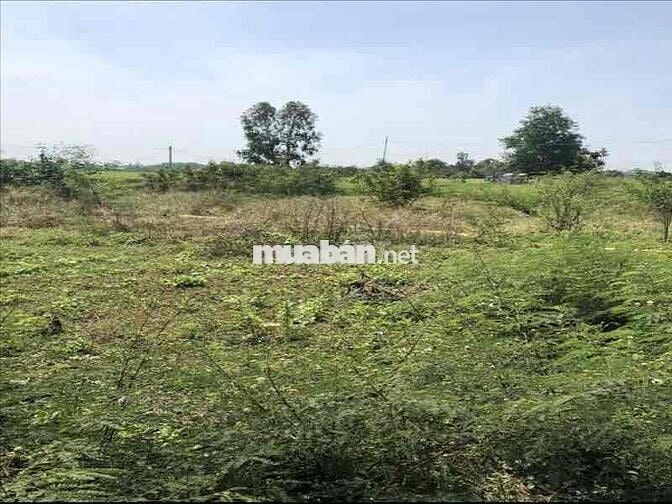 ĐẤT ĐẸP – VỊ TRÍ VÀNG NGAY QL50 – CỔNG CHÀO CẦN ĐƯỚC