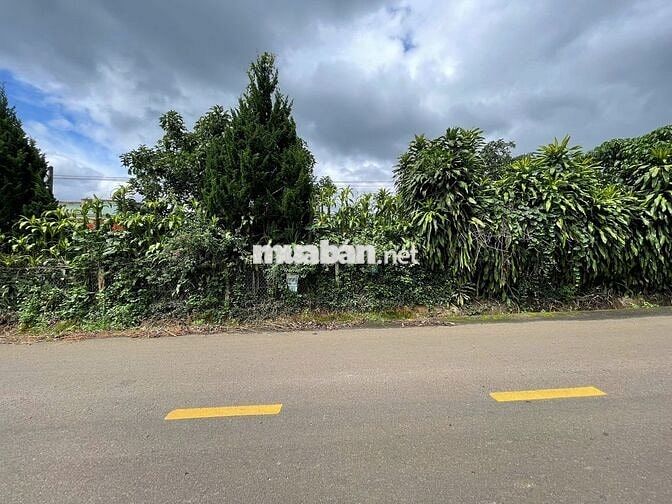RẺ NHẤT MẶT TIỀN ĐƯỜNG LỚN TỨ QUÝ - CHỈ 220TR/M NGANG ĐẤT SẴN THỔ CƯ