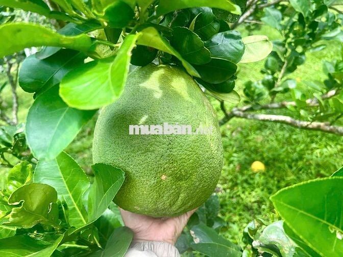 Đất sào diện tích 13x78 giá 980 triệu Phường Bình Lộc Long Khánh