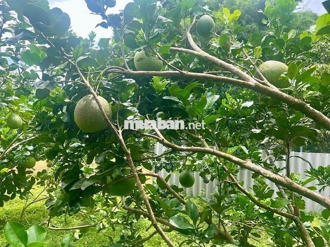Đất sào diện tích 13x78 giá 980 triệu Phường Bình Lộc Long Khánh