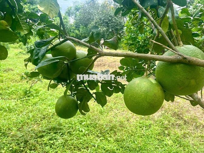 Đất sào diện tích 13x78 giá 980 triệu Phường Bình Lộc Long Khánh