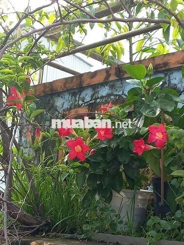 Chính chủ cho thuê trọ Nguyễn Trãi p2 q5, ngay trường đh Sư Phạm TPHCM
