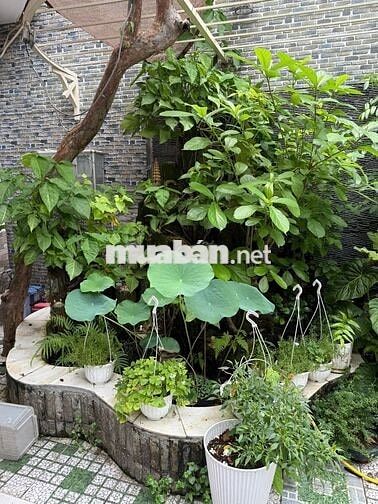 Biệt thự Mini Sân Vườn -- Ngay Bàu Cát - Tân Bình
