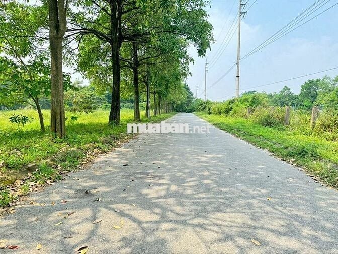 Bán đất KDT Hà Phong, Tiền Phong, Mê Linh. Gần trường DH Tài Chính và