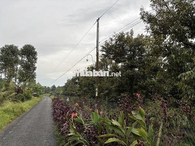 Đất mặt tiền đường nhựa 55x27m Nhơn Phú, Mang Thít, Vĩnh Long, 2tr/m2