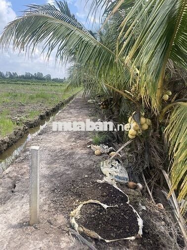 Chú cần bán gấp 7000m đất lúa Bến Lức