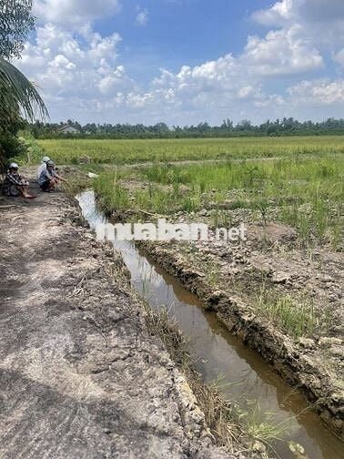 Chú cần bán gấp 7000m đất lúa Bến Lức