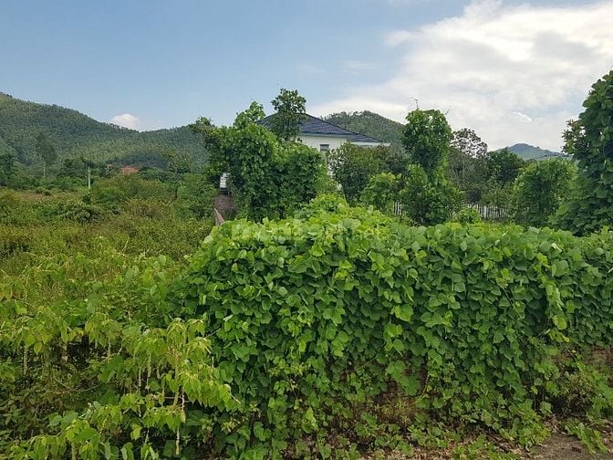 Chính chủ bán lô đất tại Phường Xuân Hòa, TP. Phúc Yên, tỉnh Vĩnh Phúc