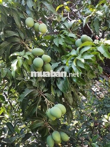 Đất Nghỉ Dưỡng – Đồi Giã Tỵ 98, Định Quán